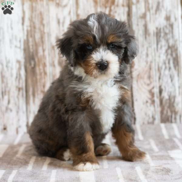 Mack, Mini Bernedoodle Puppy